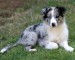 Blue-Merle-Border-Collie-puppies